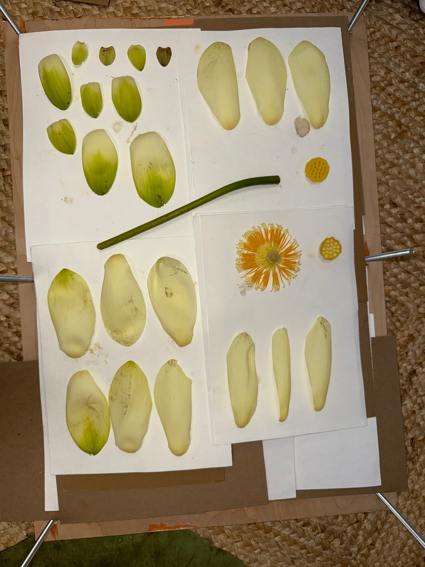 Rehydration and Press (pre-dried flowers)