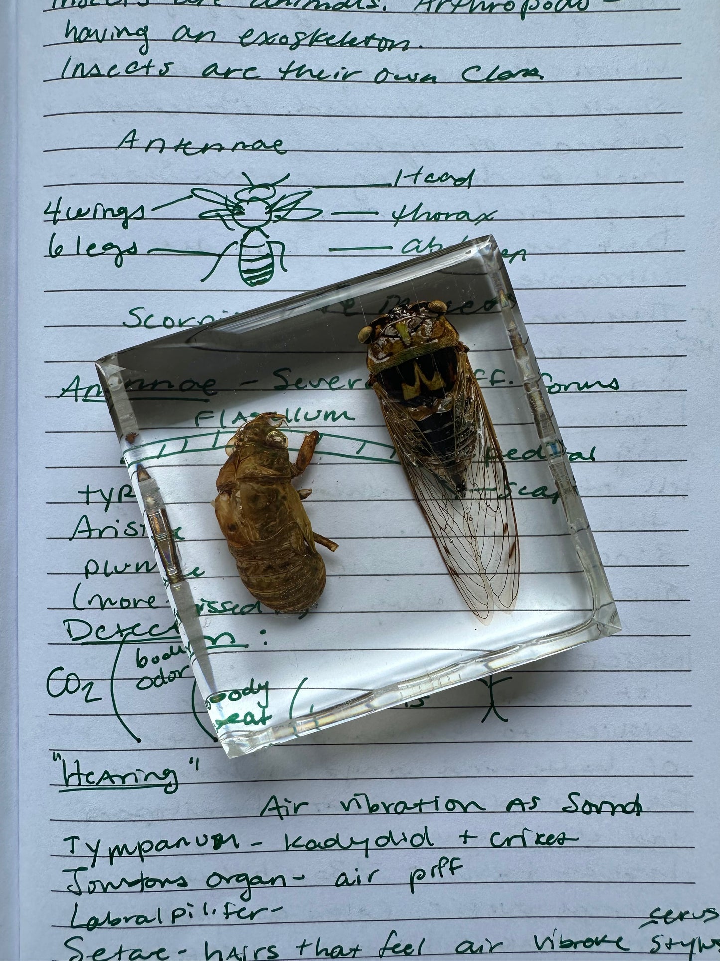 Louisiana cicada, Megatibicen resh