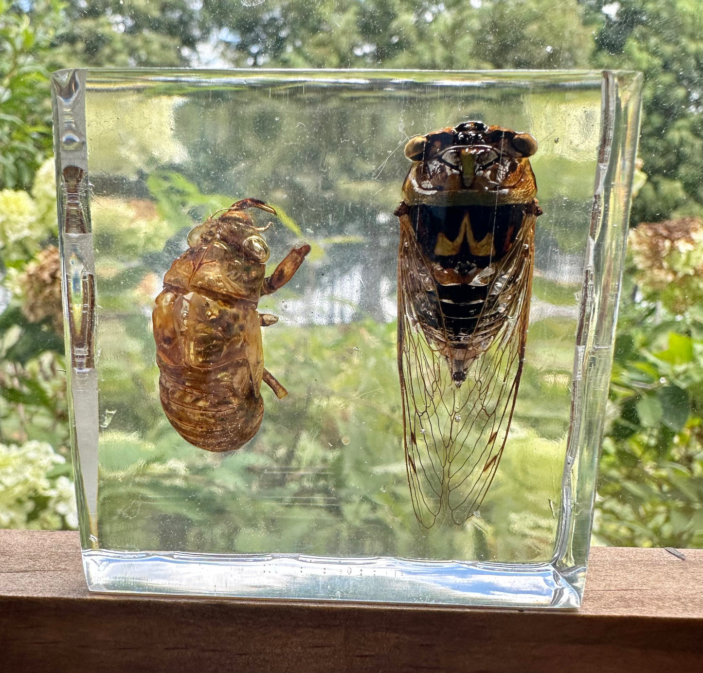 Louisiana cicada, Megatibicen resh