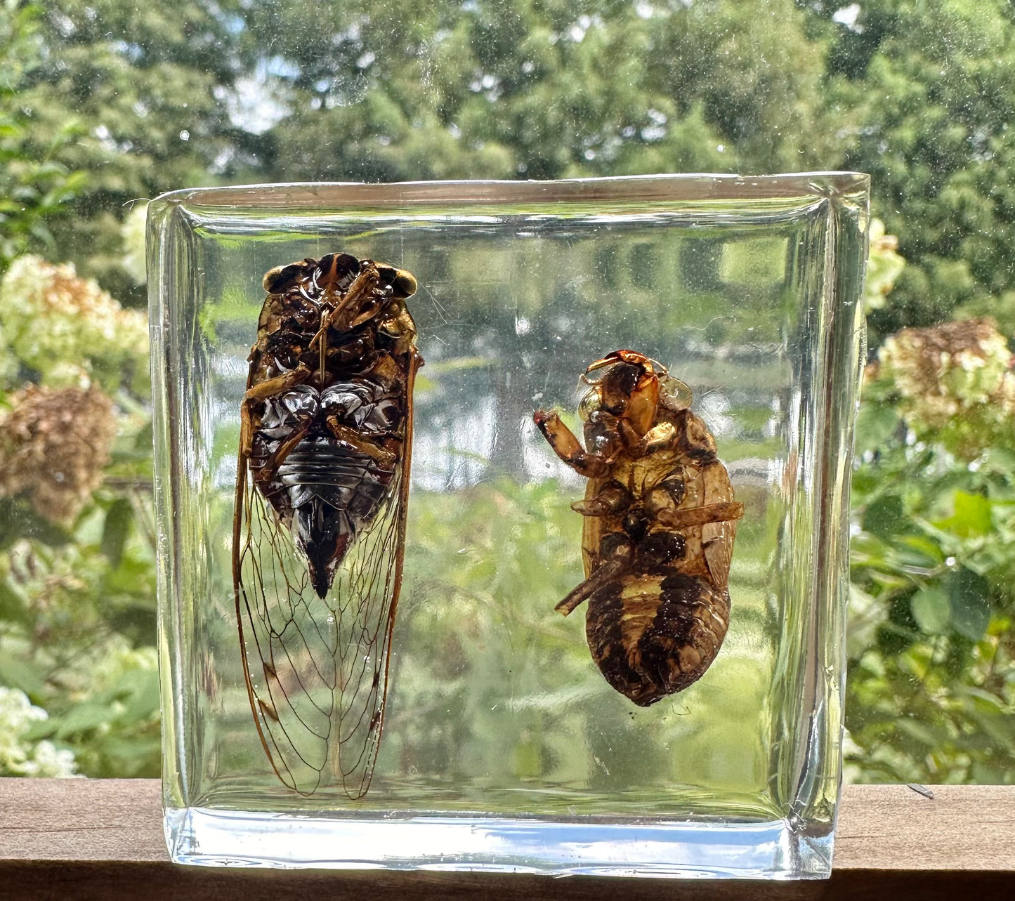 Louisiana cicada, Megatibicen resh