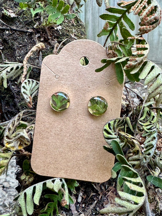 Resurrection Fern Studs