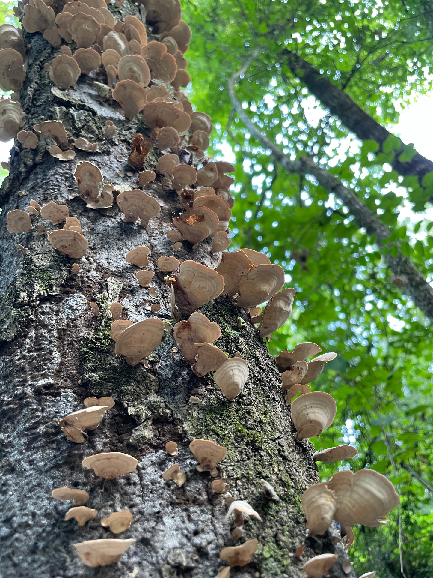 Fungus Ring, Round: Specimen 004