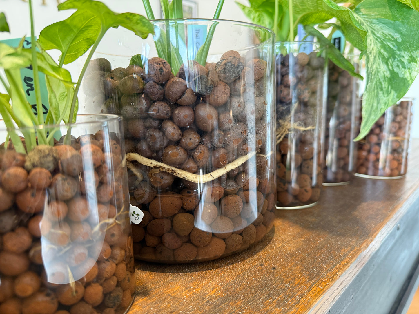 Plant Bingo Night Friday July 10, 2026 6:15 PM