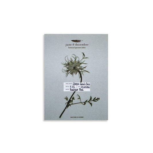 Botanical Specimen Labels / 36 labels
