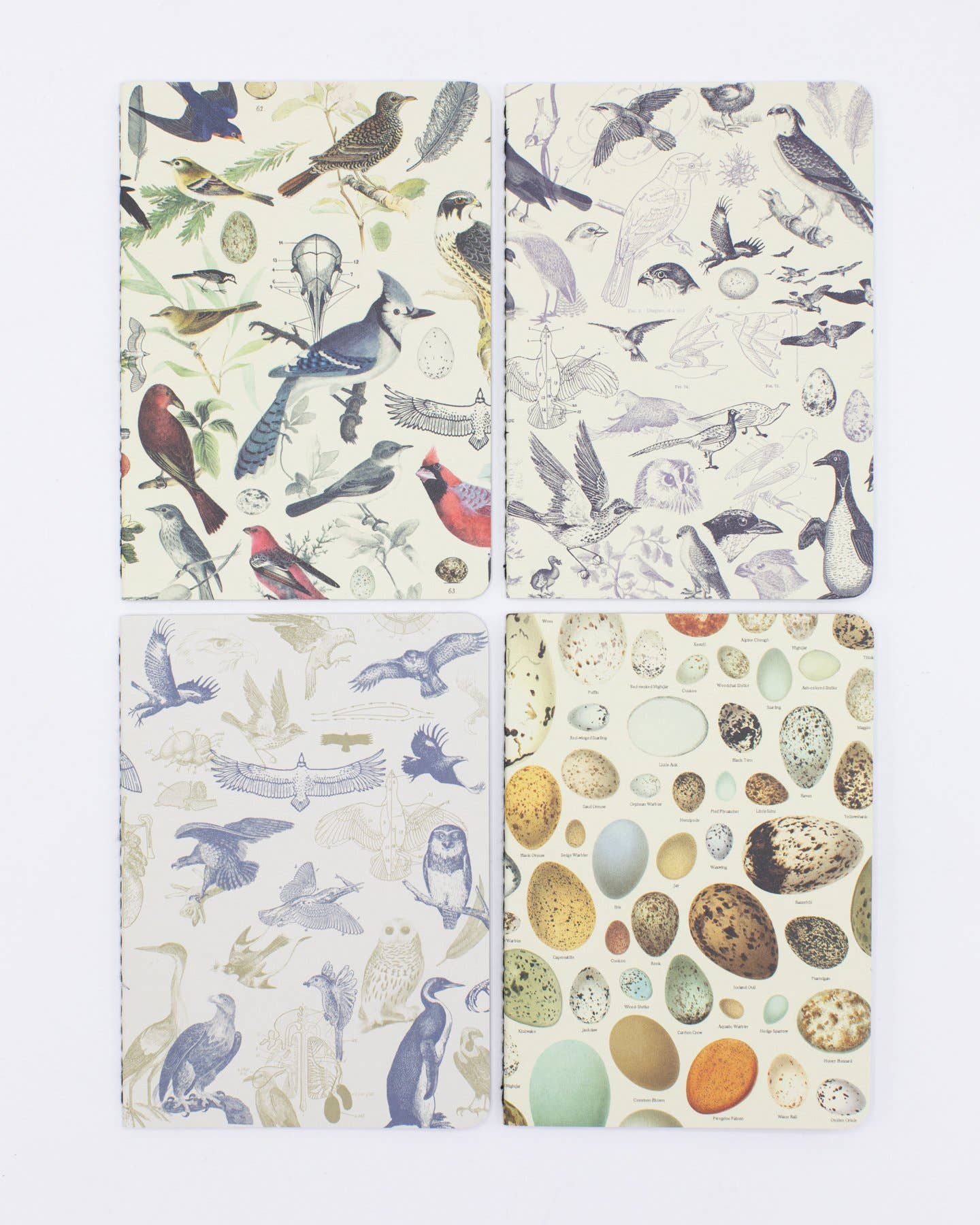 Birds: Ornithology Pocket Notebook 4-pack (Case of 6)