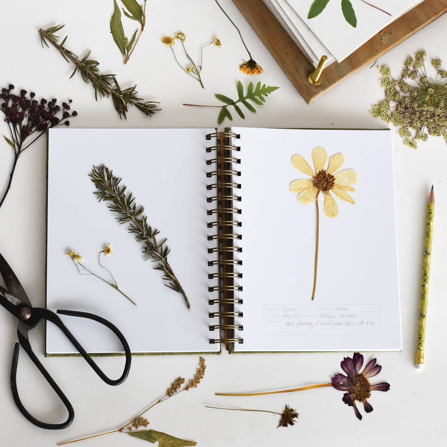 Fern Herbarium Journal / Forest Green