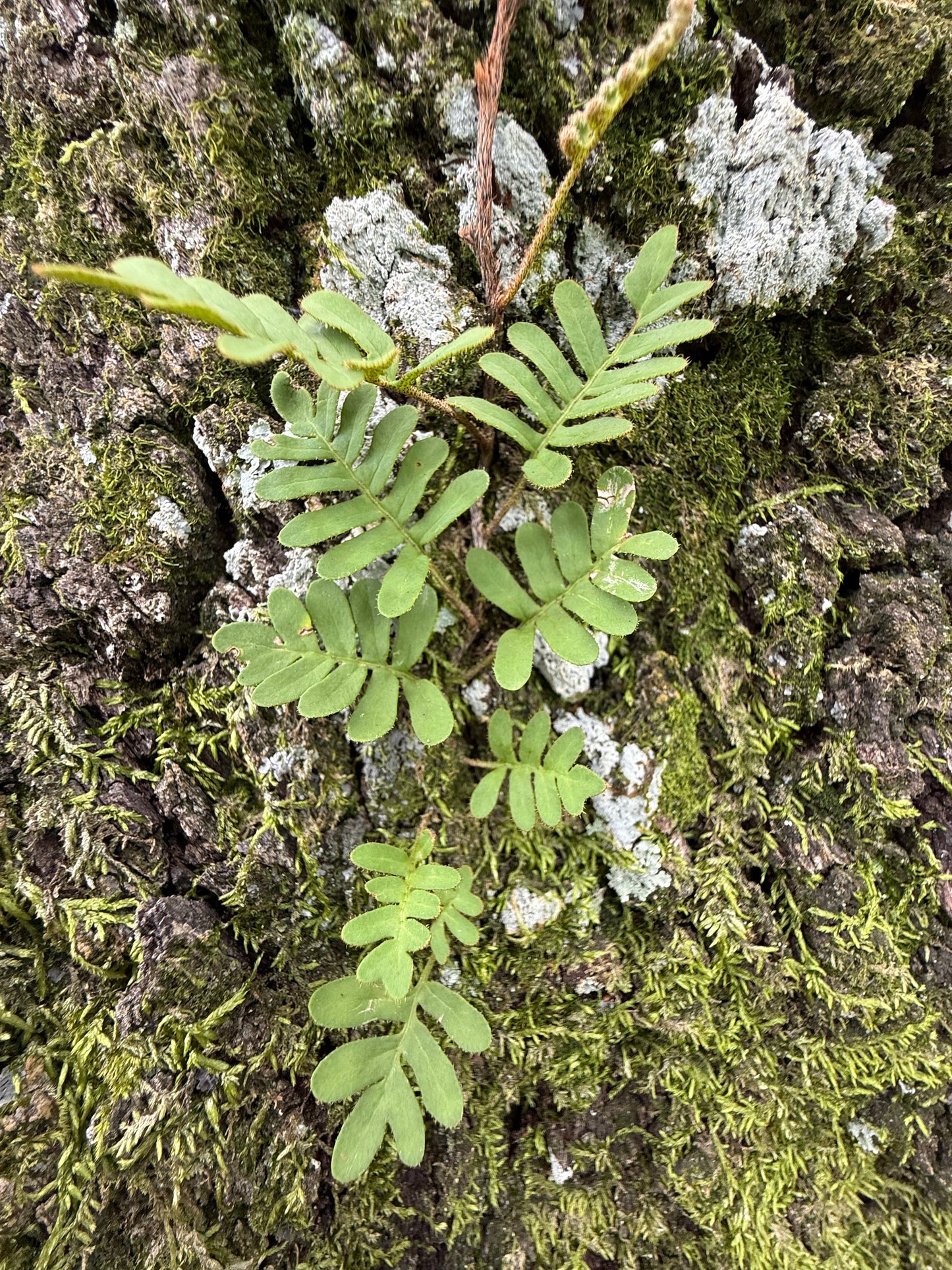 Fern Ring, Round: Specimen 008