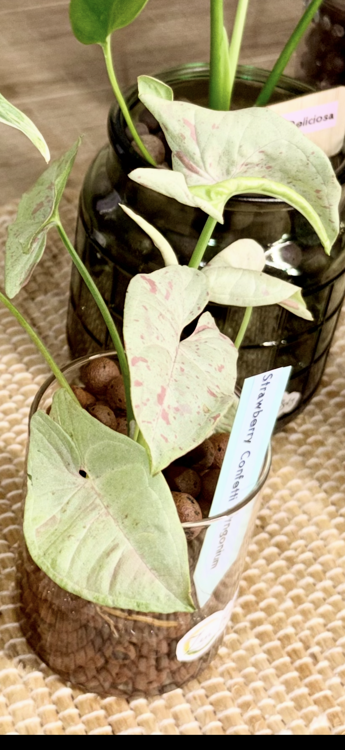 Plant Bingo Night Friday July 10, 2026 6:15 PM