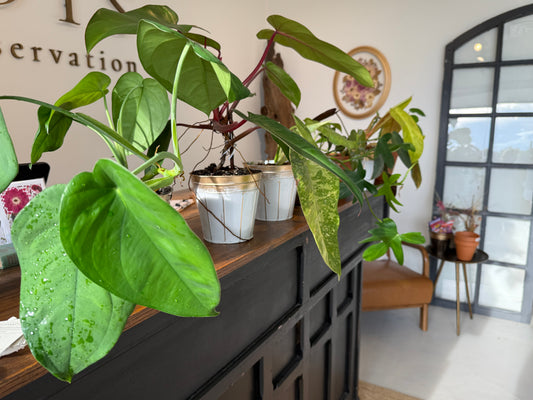 Plant Bingo Night Friday July 10, 2026 6:15 PM