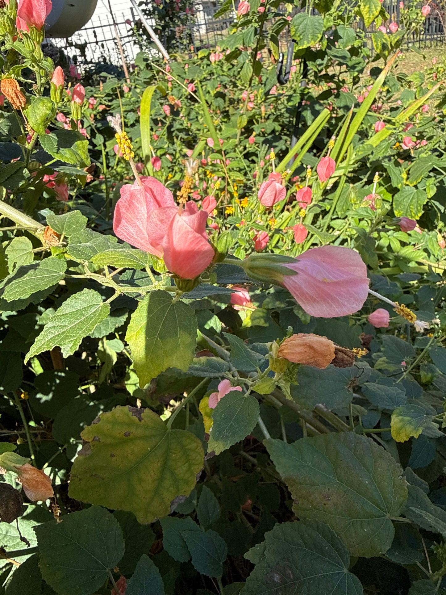Friday November 20th 6:30 til 8PM - Garden to Glass: A Louisiana Fall Cocktail Workshop