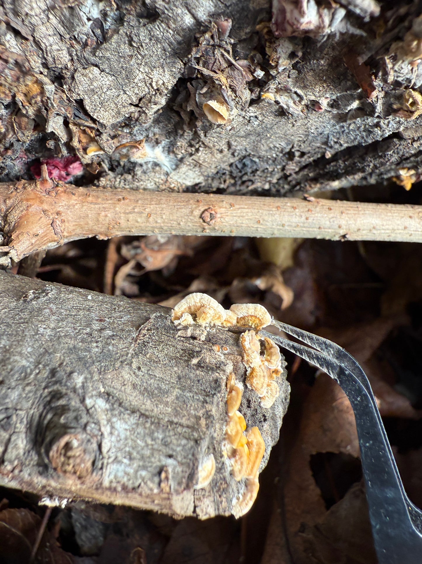 The Roots Specimen Mini Press