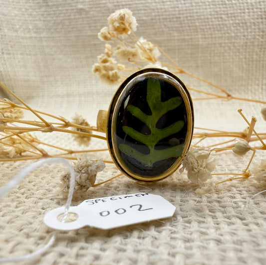 Fern Ring, Oval: Specimen 002