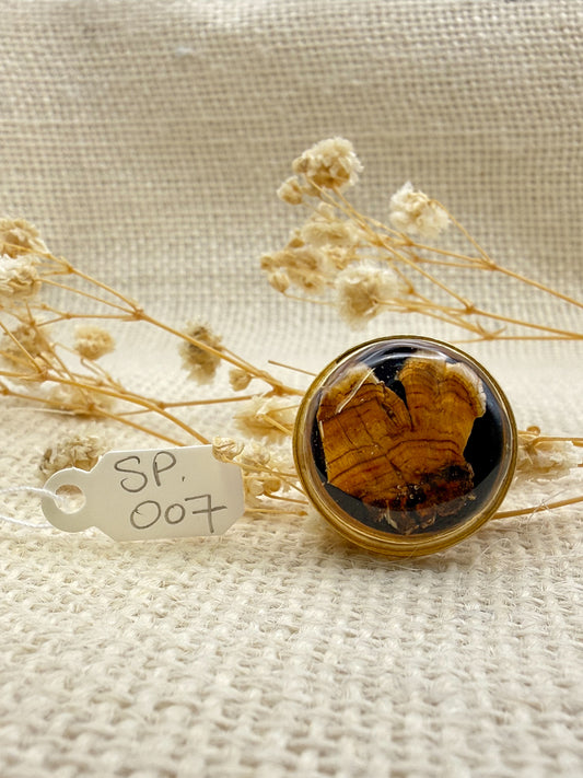 Fungus Ring, Round: Specimen 007
