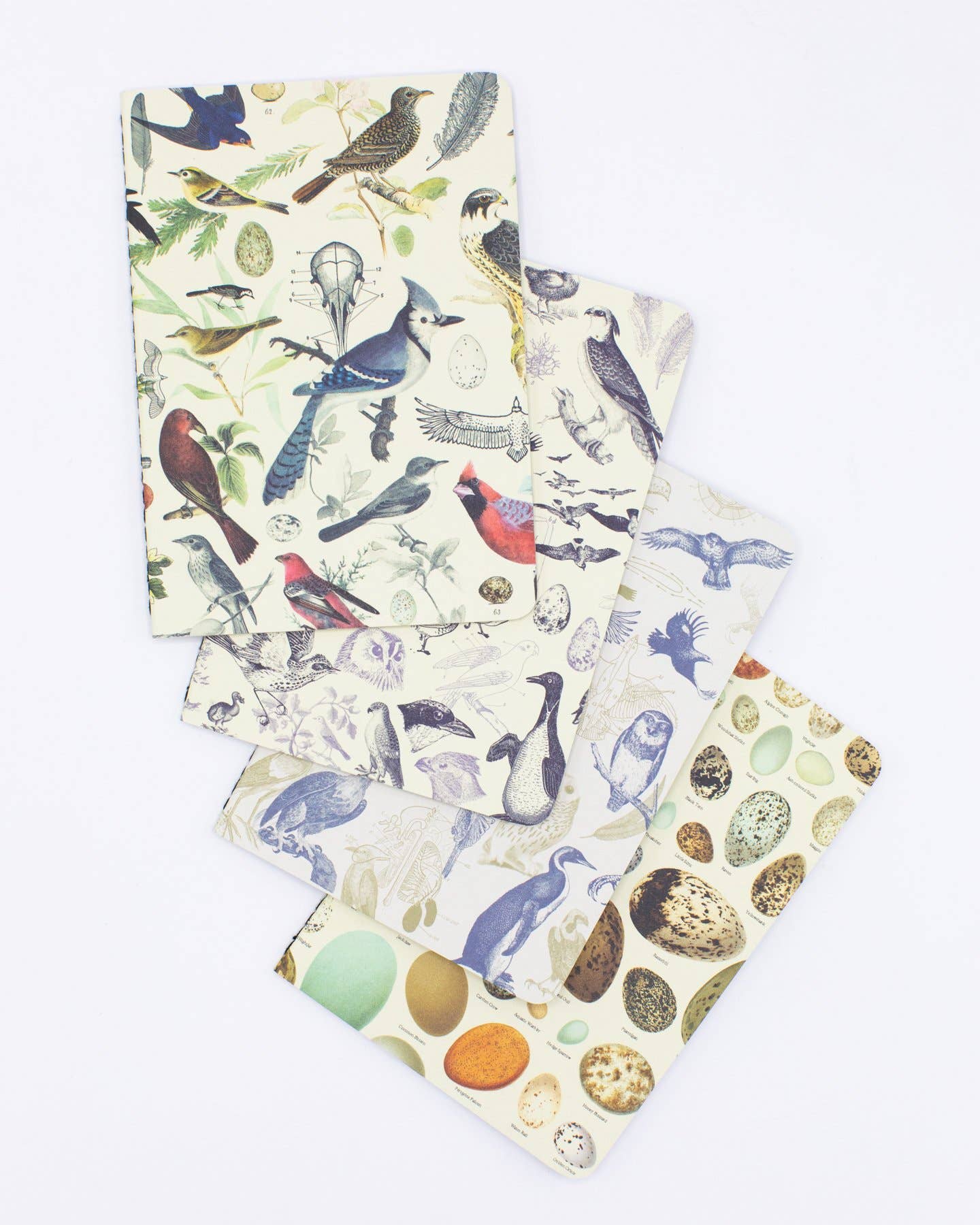 Birds: Ornithology Pocket Notebook 4-pack (Case of 6)