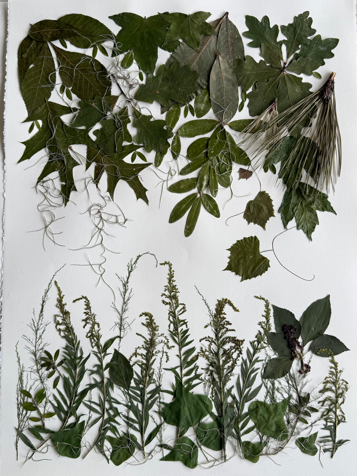 Plein Wild 2026: A Botanical Transect of Cane Bayou (Pre-Order)